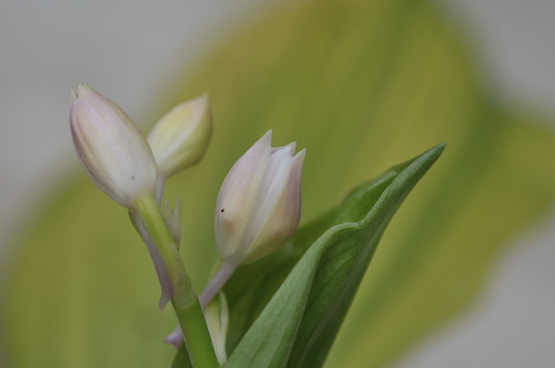 花のアップです