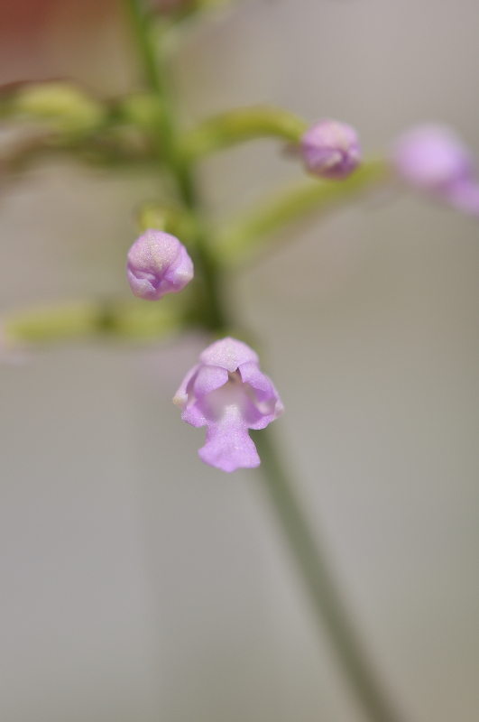 ヒナランの花のアップ