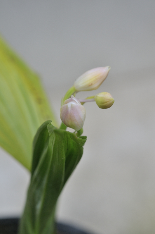 ニオイエビネのつぼみです