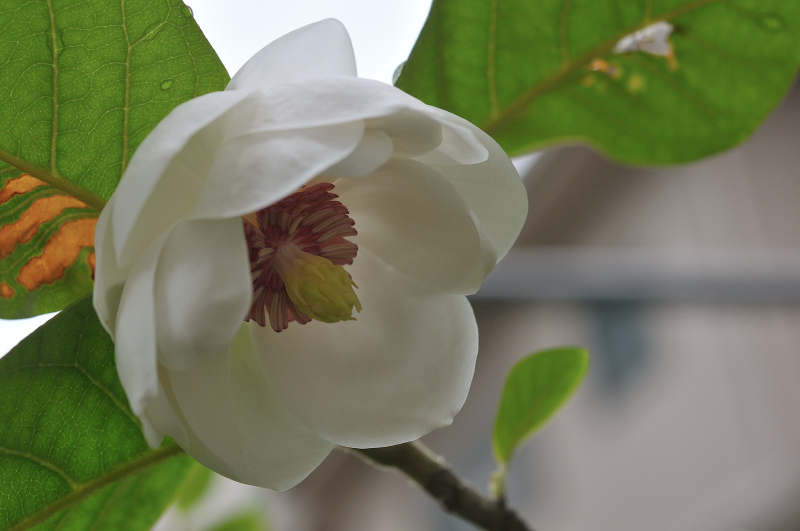 花のアップです