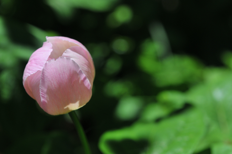 ベニバナヤマシャクヤクの花です