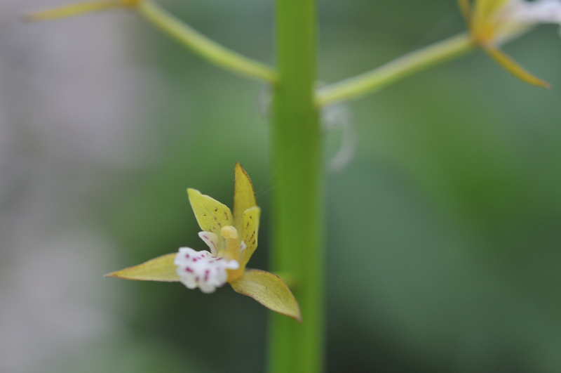 コケイランの花のアップです