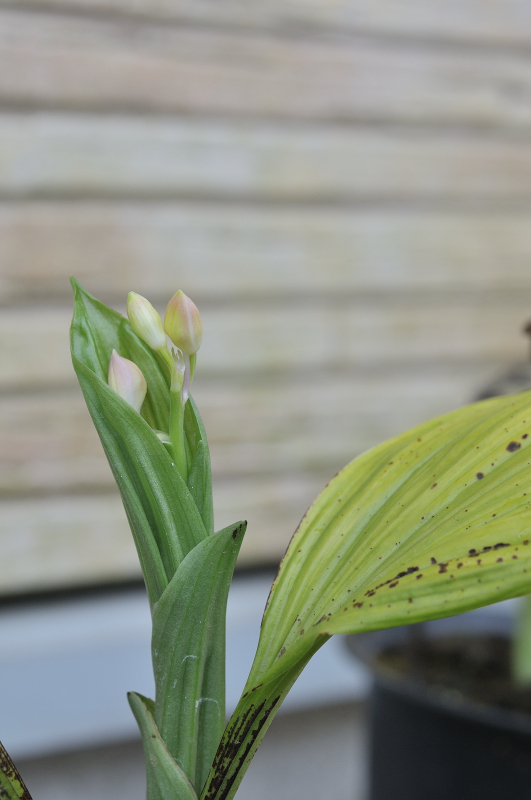 御蔵桜丸のつぼみです