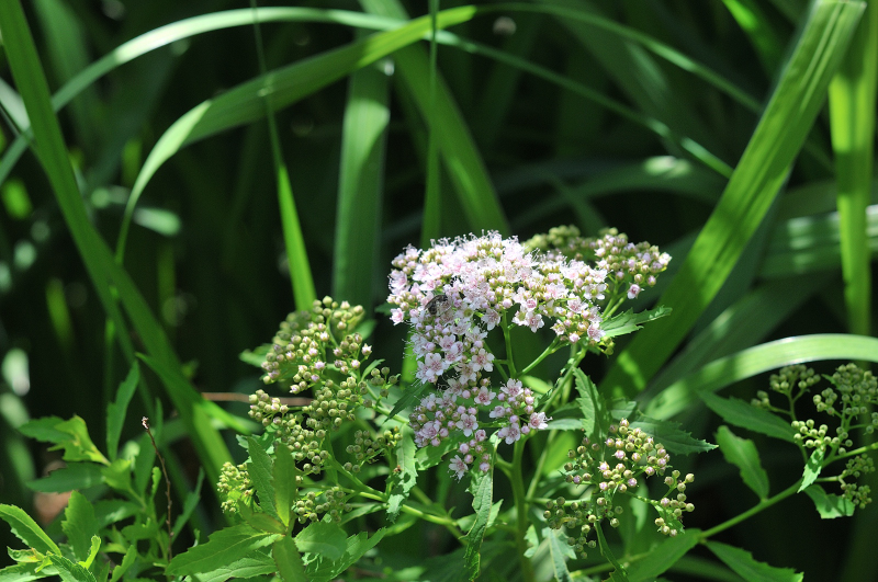 シモツケの花です