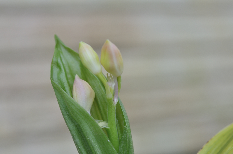 ニオイエビネのつぼみです