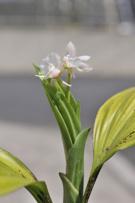 ニオイエビネ(御蔵桜丸)の花です