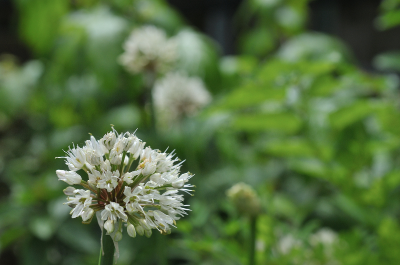 ギョウジャニンニクの花です