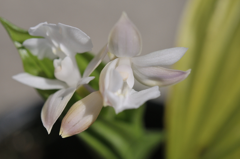 御蔵桜丸の花のアップです