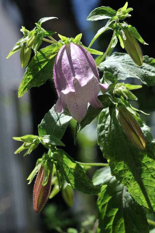 ホタルブクロの花です