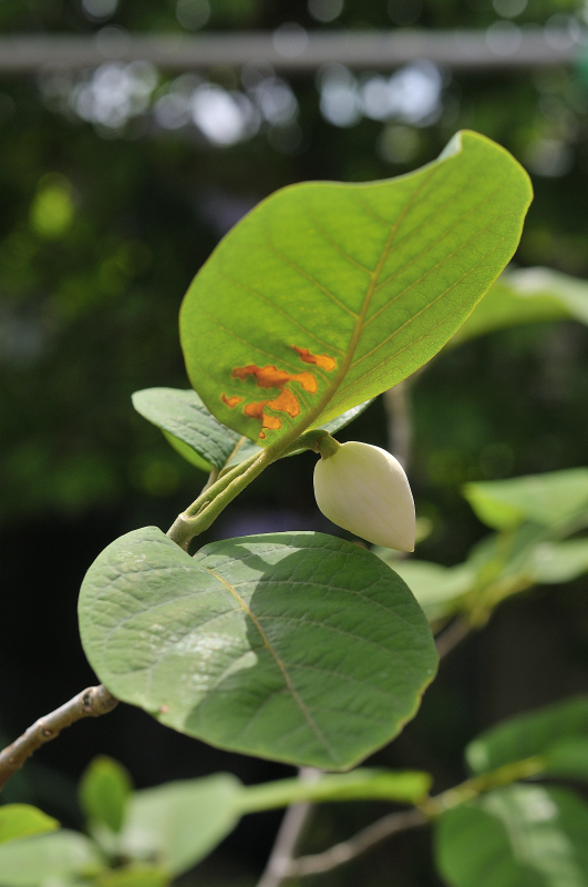 オオヤマレンゲの蕾のアップです