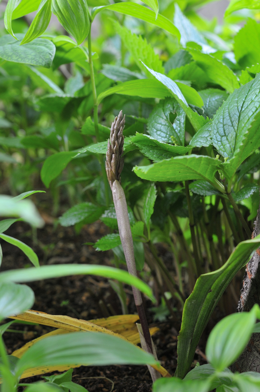 サイハイランの花芽です