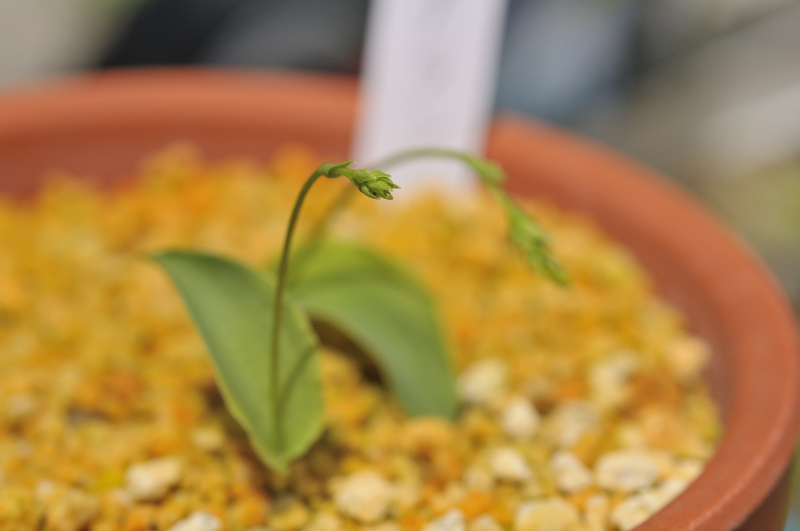 ヒナランの花芽です