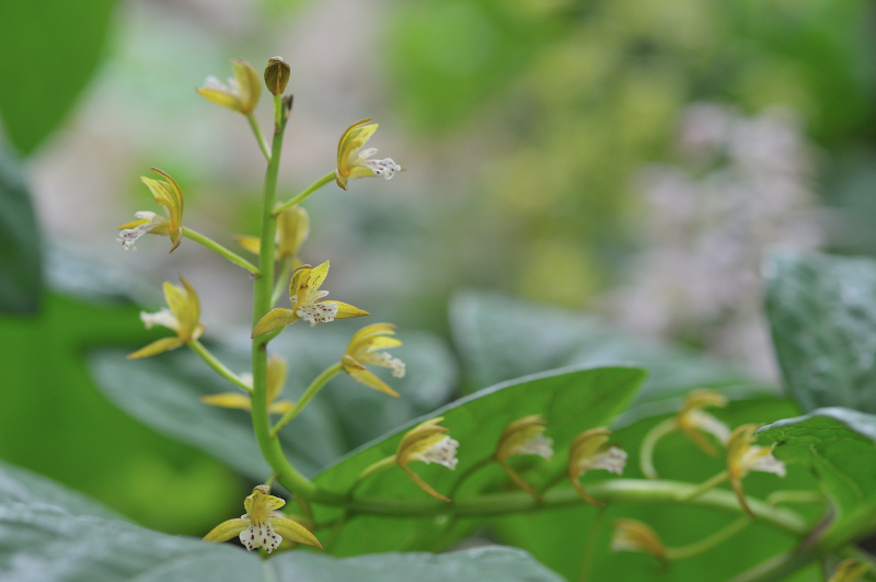 コケイランの花です
