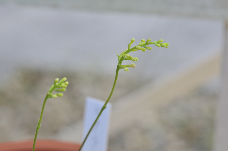 ヒナランの蕾です