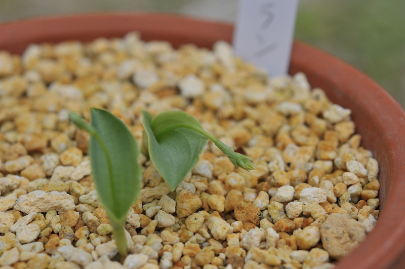 ヒナランの花芽です