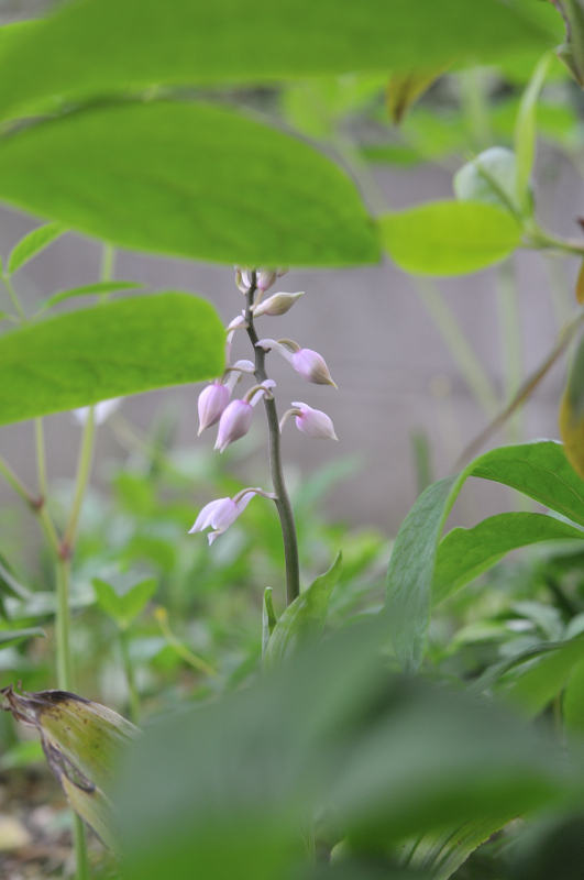 キリシマエビネのつぼみです