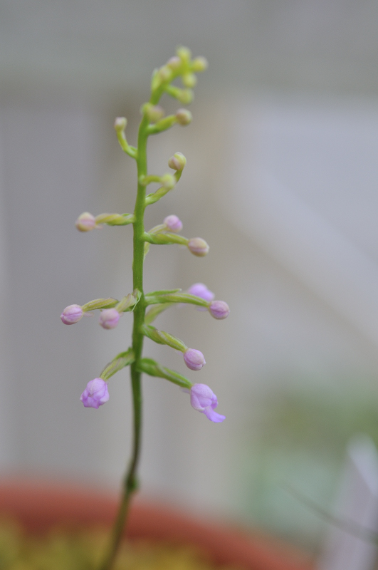 ヒナランの花です