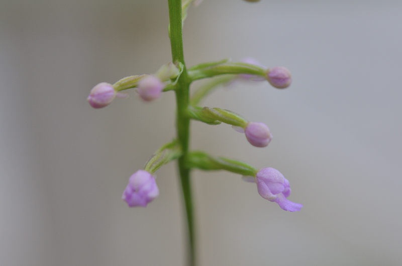 ヒナランの花が咲き始めました