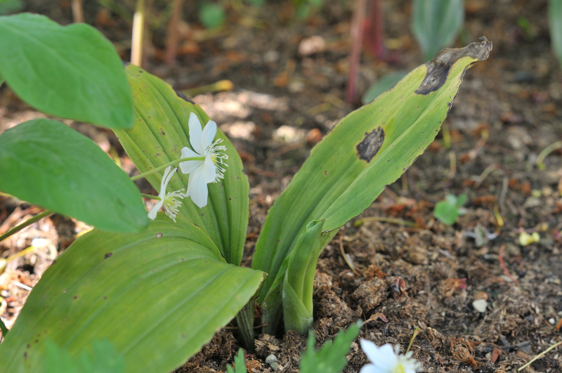 キリシマエビネの新芽です