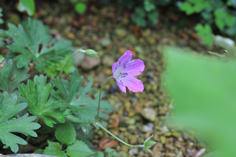 ハマフウロの花です