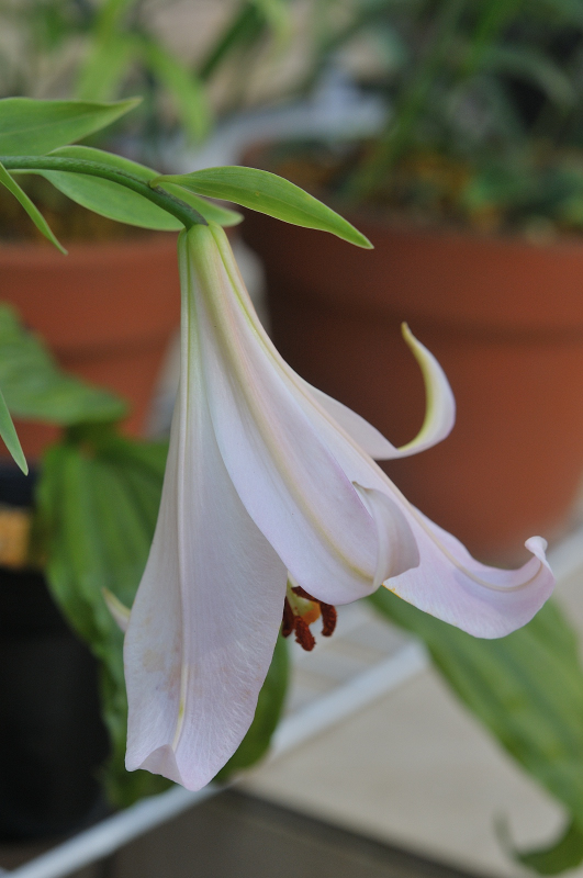 ササユリの花です