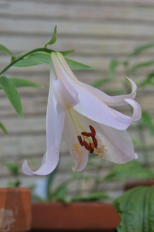 ササユリの花です