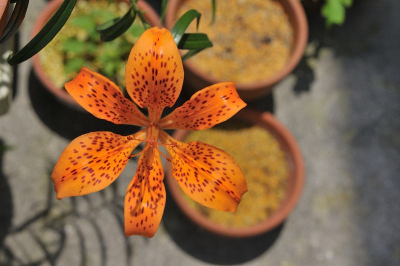 ミヤマスカシユリの花です