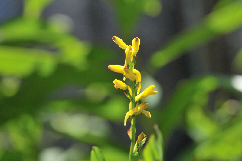 ナガミノツルキケマンの花のアップ