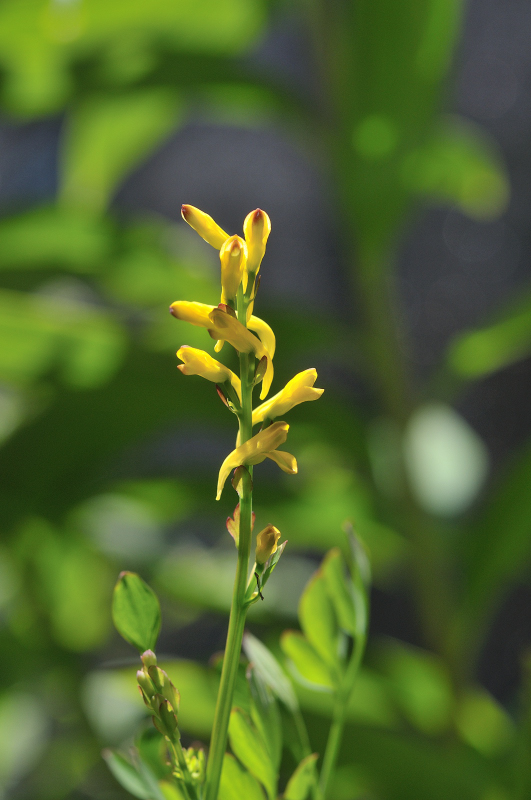 ナガミノツルキケマンの花です