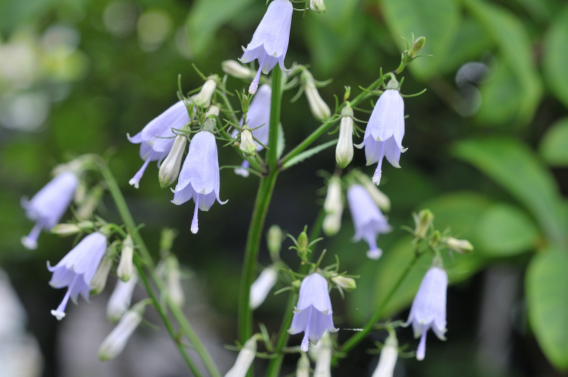 ハクサンシャジンの花のアップです
