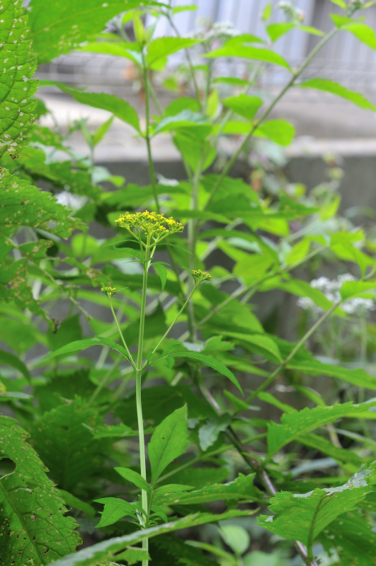 オミナエシの花です