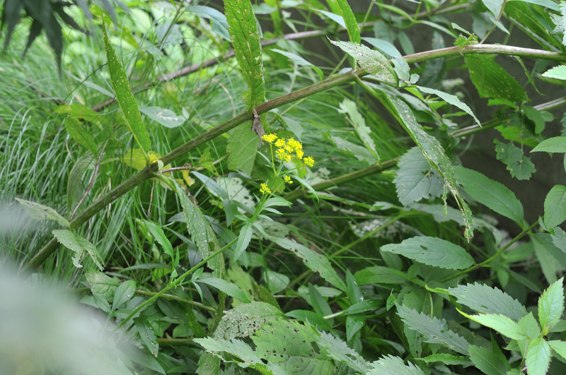 オミナエシの花です
