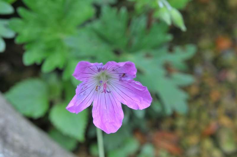 ハマフウロに蟻が群がっています