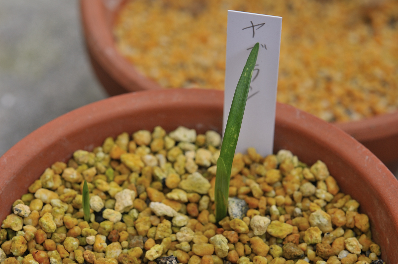 ヤブランの発芽です