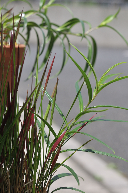 ミヤマスカシユリの葉と茎