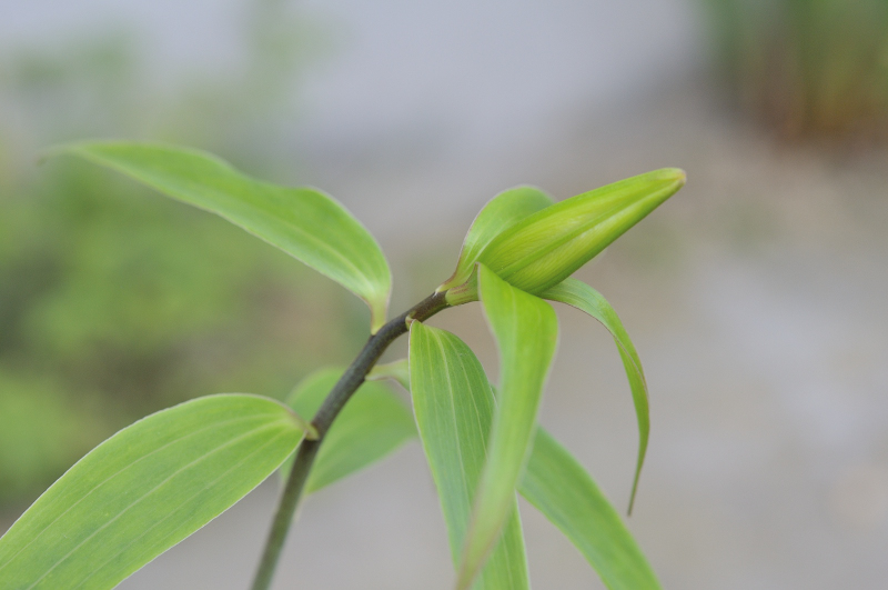 ササユリのつぼみです