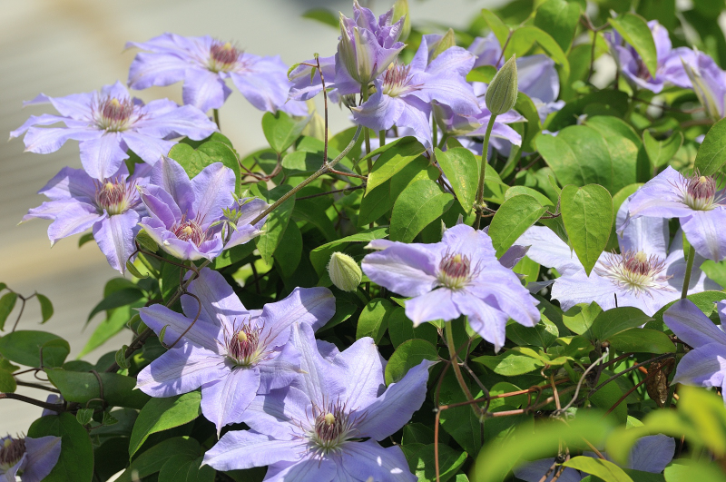 カザグルマの花です