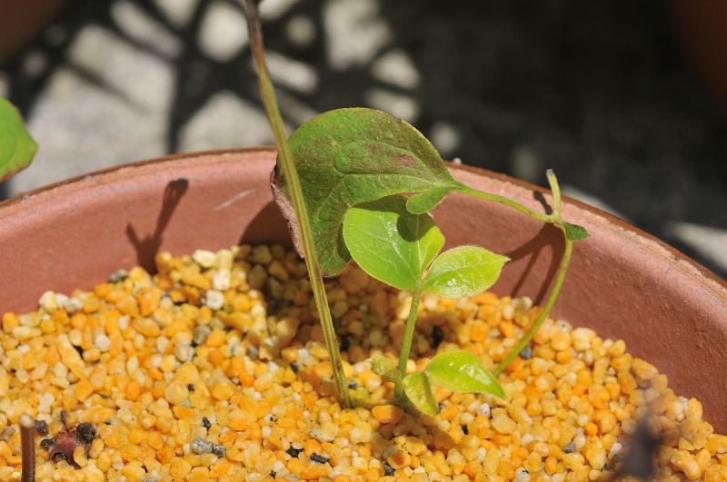 カザグルマの挿し木です