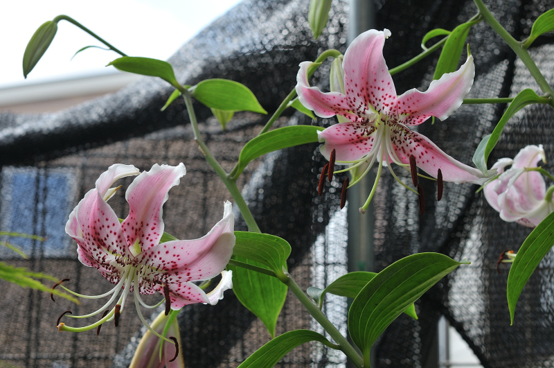 庭のカノコユリ