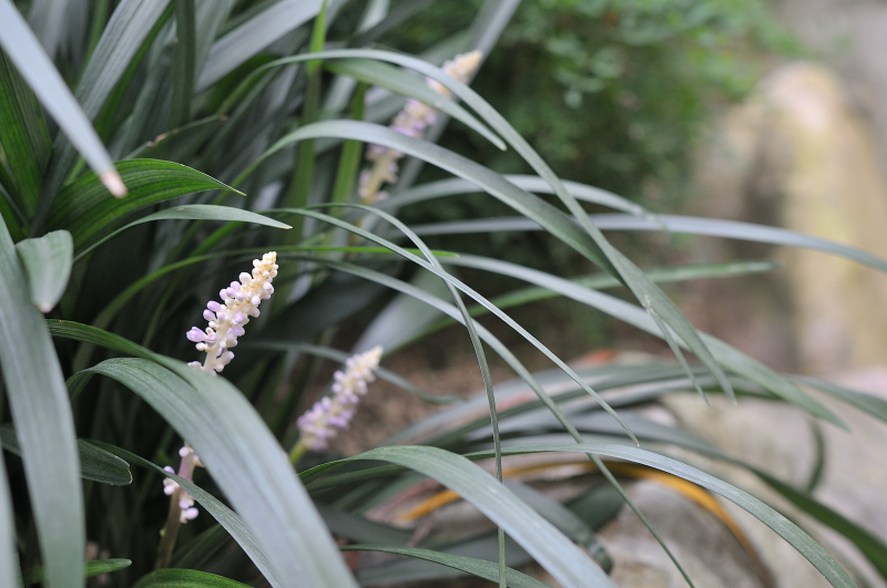 ヤブランの花です