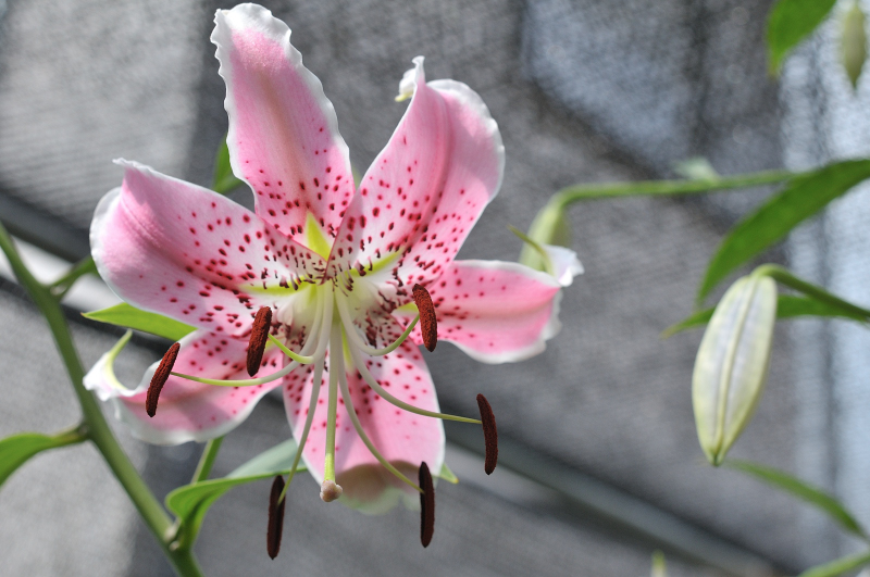 カノコユリの花のアップです