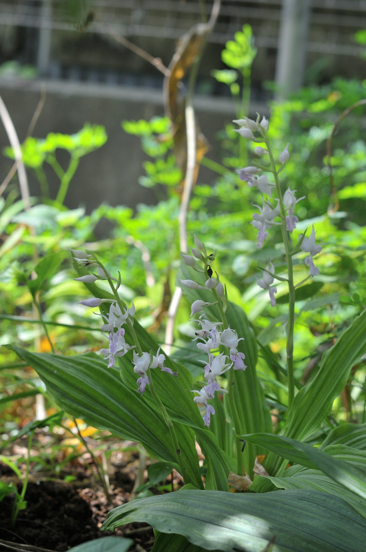 ナツエビネの花です