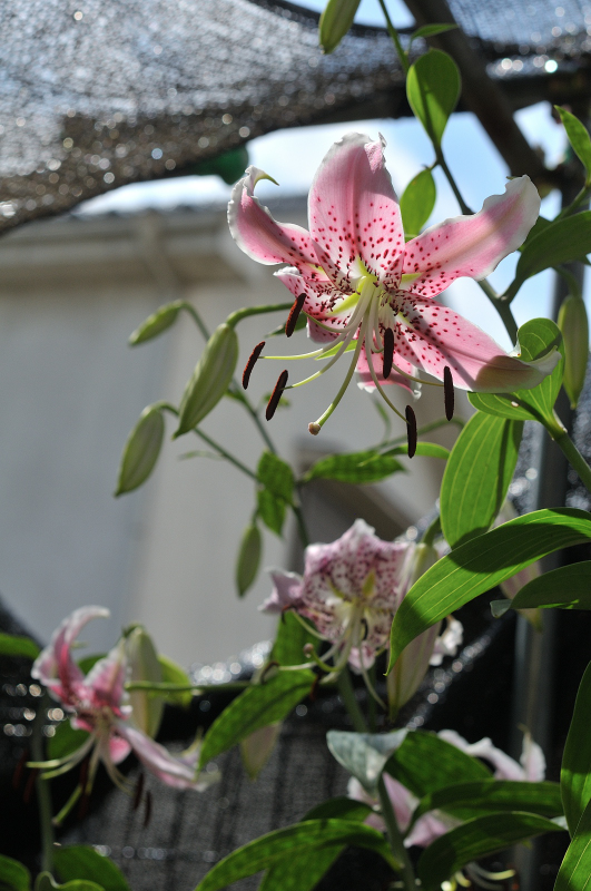 カノコユリの花です
