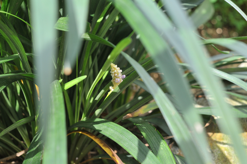 ヤブランのつぼみ