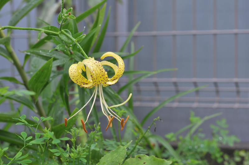 オウゴンオニユリの花です