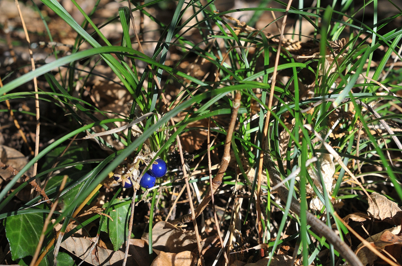 ジャノヒゲの実です