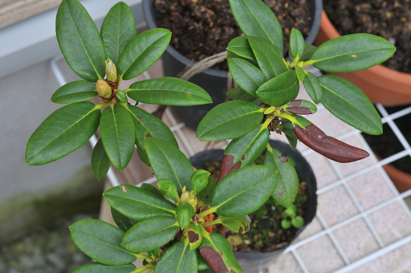 ニッコウキバナシャクナゲの葉っぱです