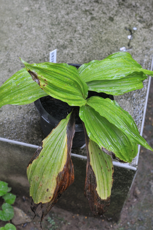 ニオイエビネ・御蔵桜香の葉っぱです