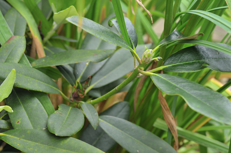 天城シャクナゲの花芽