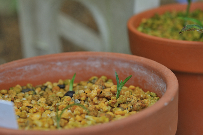 ジャノヒゲの発芽